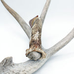 Knife - Buffalo Head Nickel