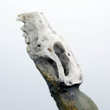 Knife - Wolf Skull