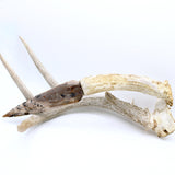 Knife - Deer Antler