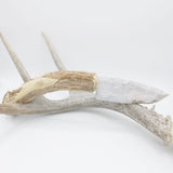 Knife - Deer Antler