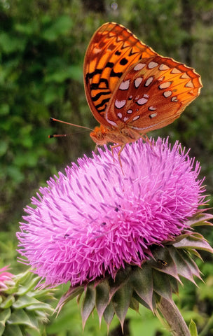 Butterfly with Thistle