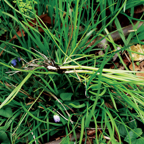 03.28.2025 Wild Onion Gathering